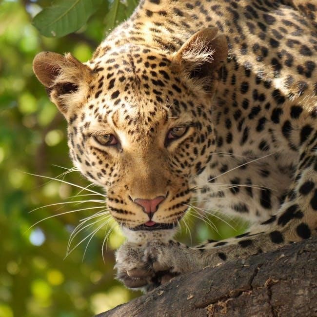 supple leopard pdf